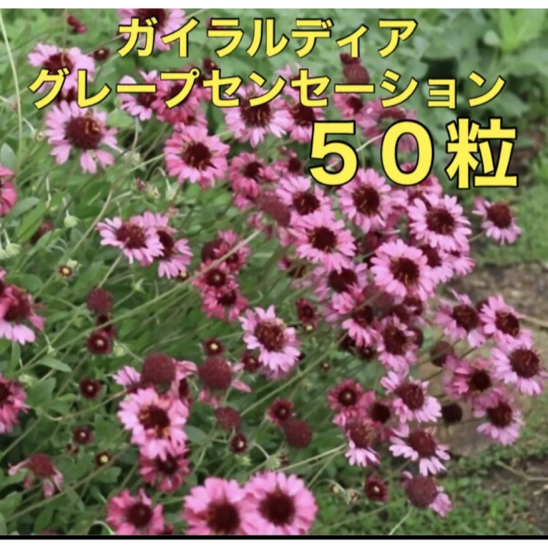 花の種 ガイラルディア 種 グレープセンセーション 多年草 宿根草 ハンドメイドのフラワー/ガーデン(その他)の商品写真