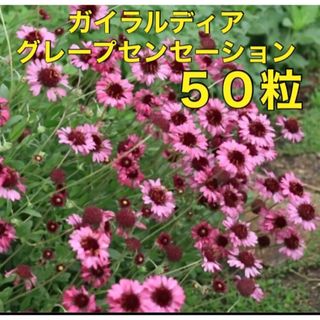 花の種 ガイラルディア 種 グレープセンセーション 多年草 宿根草(その他)