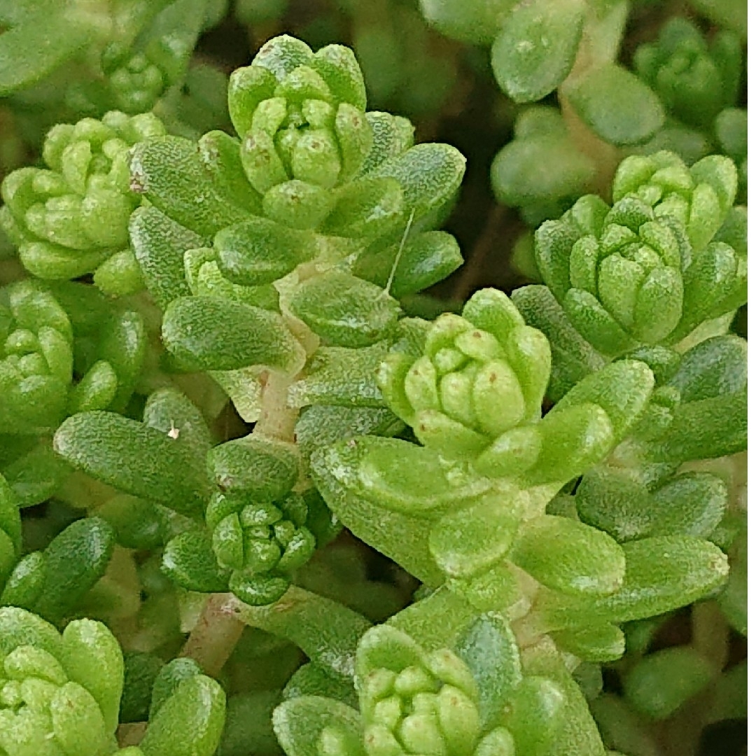 💕💙タイトゴメ💙💕多肉植物♪カット苗♪ ハンドメイドのフラワー/ガーデン(その他)の商品写真