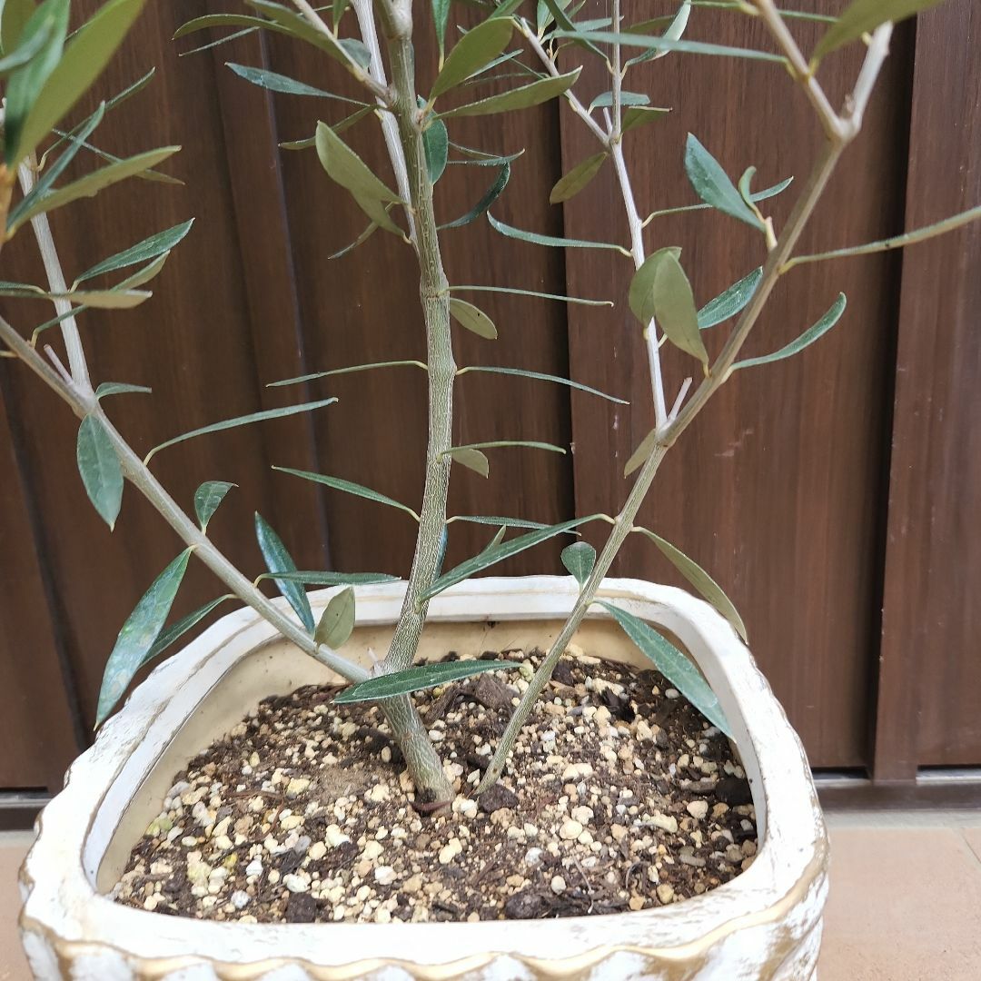 オリーブの木　エルグレコ　エレガント鉢植え　苗木　ウェディングウェルカムツリー