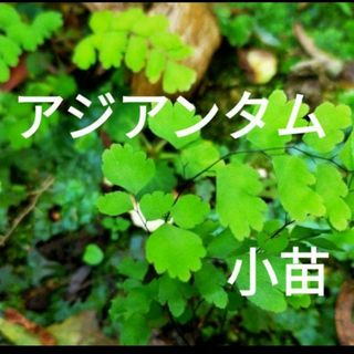 アジアンタム　小苗　抜き苗(プランター)