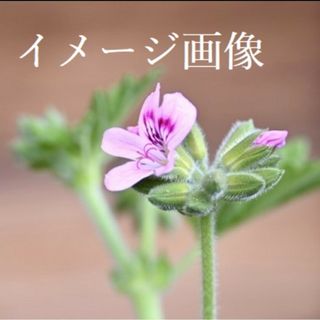 無農薬ローズゼラニウム1苗♡ポットのまま発送 速達付き(その他)