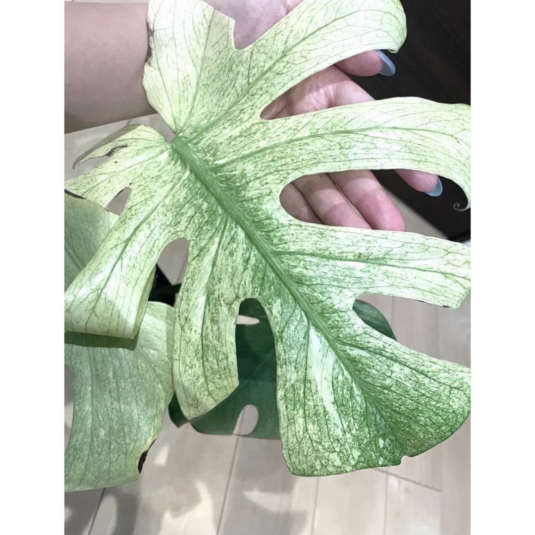モンステラ デリシオーサ フルミント 嬉し full mint variegated モンステラ デリシオーサ フルミント 嬉し full mint variegated