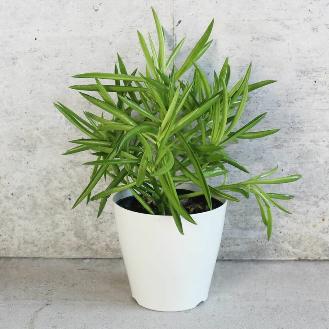 ペペロミア・ハッピービーン3.5号ポット 1個売り品種で選べる観葉植物・リビング