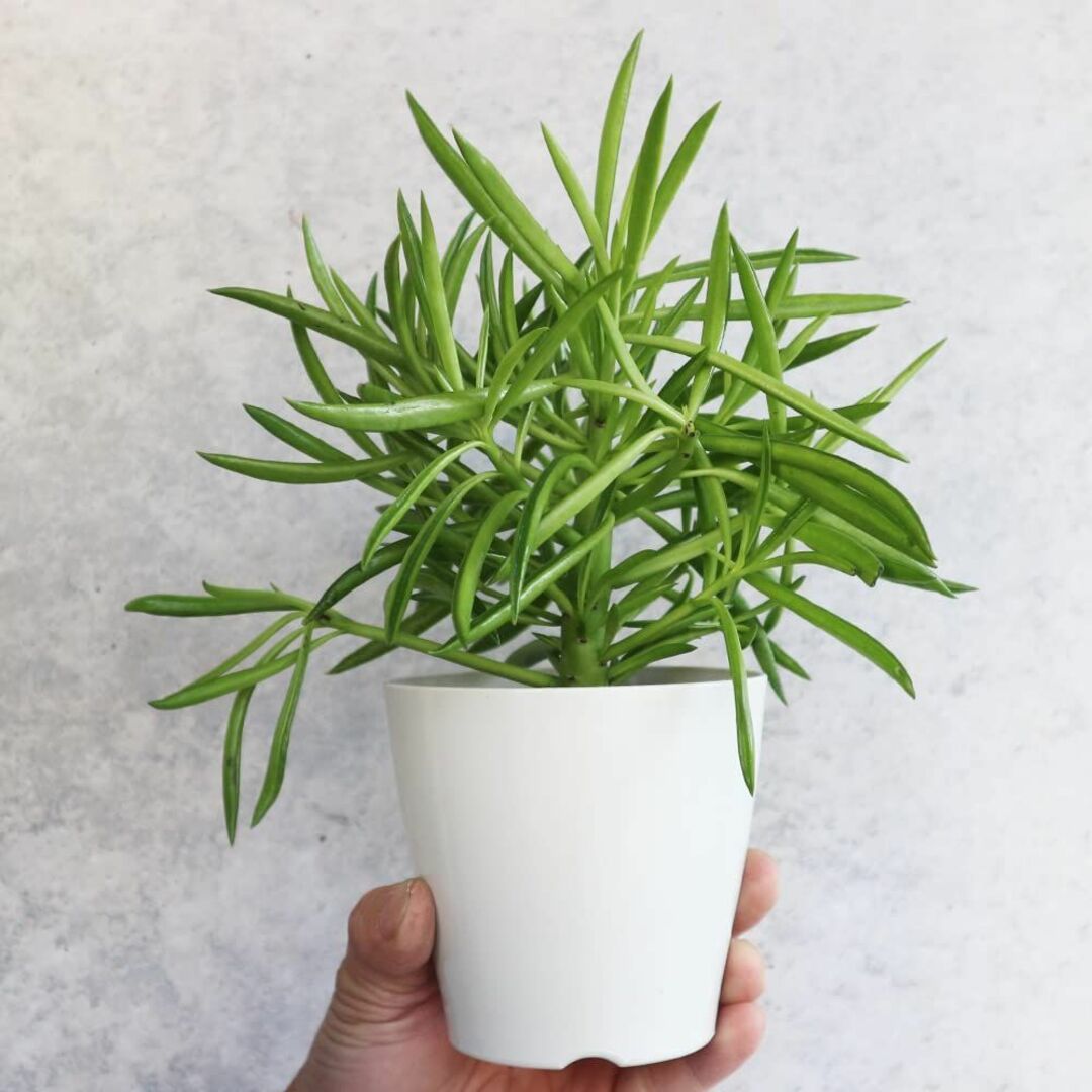 ペペロミア・ハッピービーン3.5号ポット 1個売り品種で選べる観葉植物・リビング 5