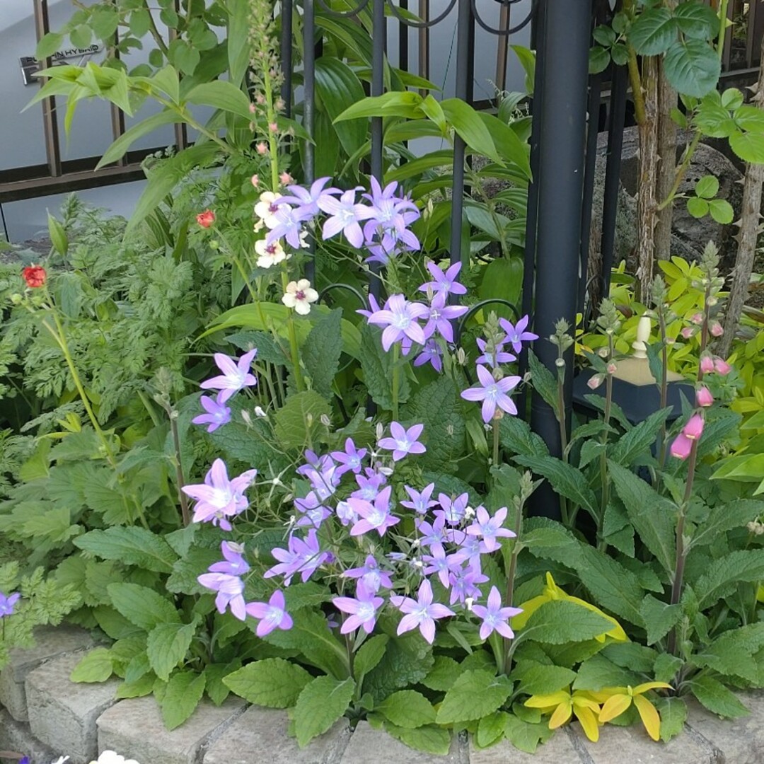 花種　カンパニュラ　パツラ ハンドメイドのフラワー/ガーデン(プランター)の商品写真