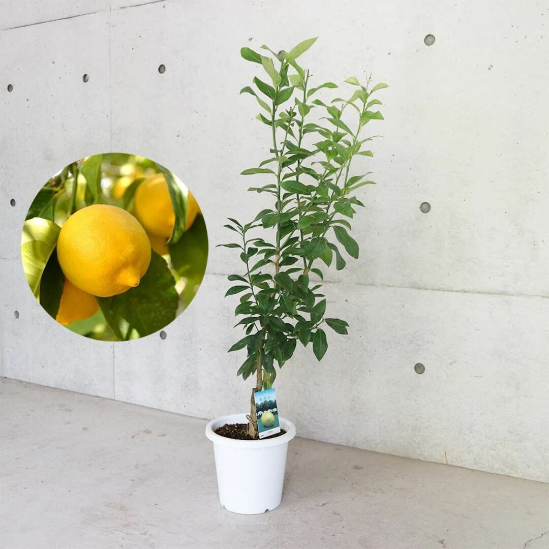 レモンの苗木"四季成 リスボンレモン"しっかり大きい生接木 7号白プラ鉢 品種で