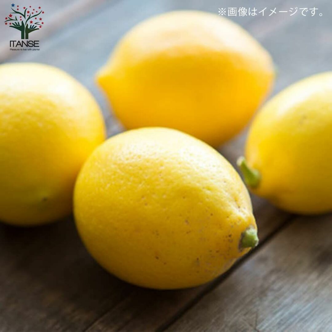 レモンの苗木"四季成 リスボンレモン"しっかり大きい生接木 7号白プラ鉢 品種で 7