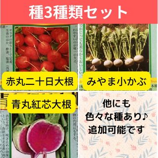 【固定種】二十日大根、小かぶ、紅芯大根の種(その他)