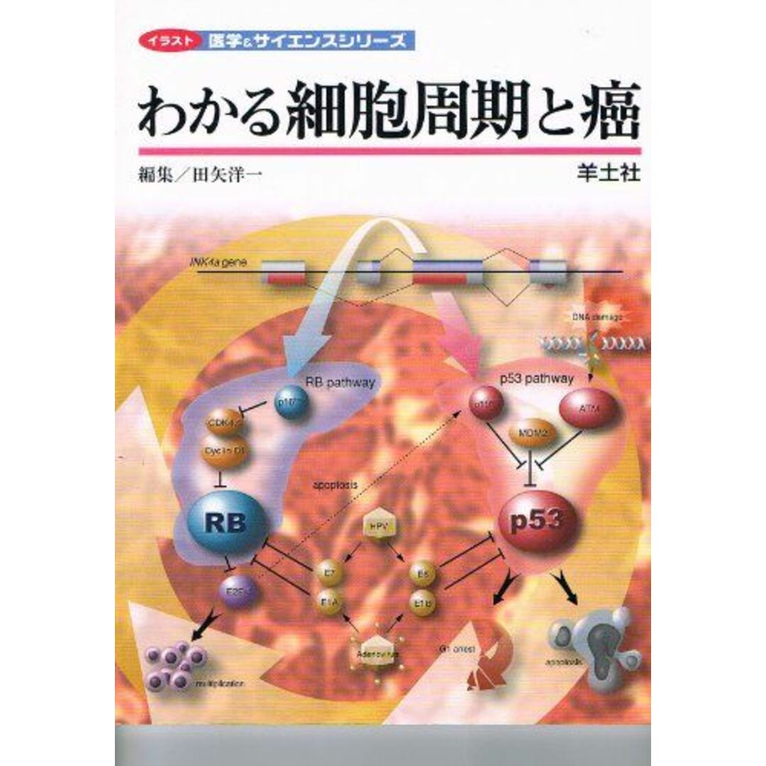 わかる細胞周期と癌 (イラスト医学&サイエンスシリーズ) 洋一，田矢 エンタメ/ホビーの本(語学/参考書)の商品写真