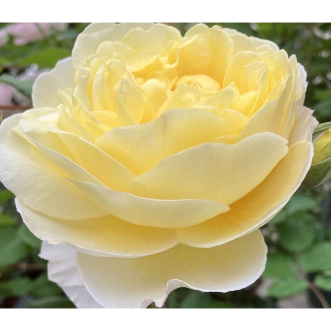 レモン　強香　和薔薇　薔薇苗　切花品種　薔薇苗　薔薇　挿木苗　バラ　バラ苗 ハンドメイドのフラワー/ガーデン(その他)の商品写真