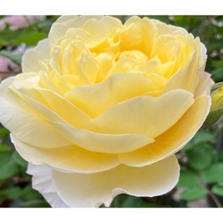 レモン　強香　和薔薇　薔薇苗　切花品種　薔薇苗　薔薇　挿木苗　バラ　バラ苗(その他)