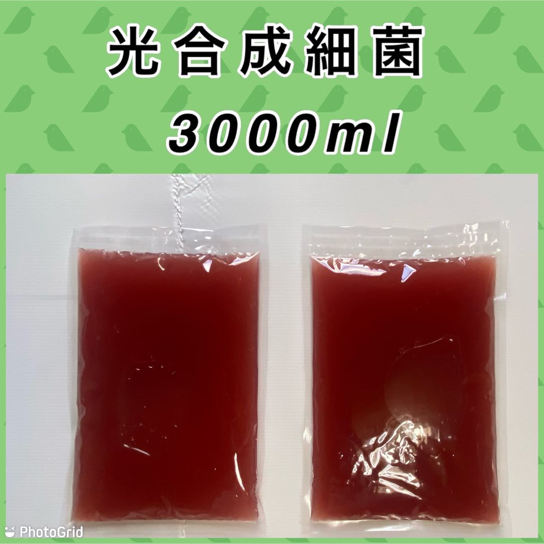 自家培養　PSB  光合成細菌　3000ml その他のペット用品(その他)の商品写真