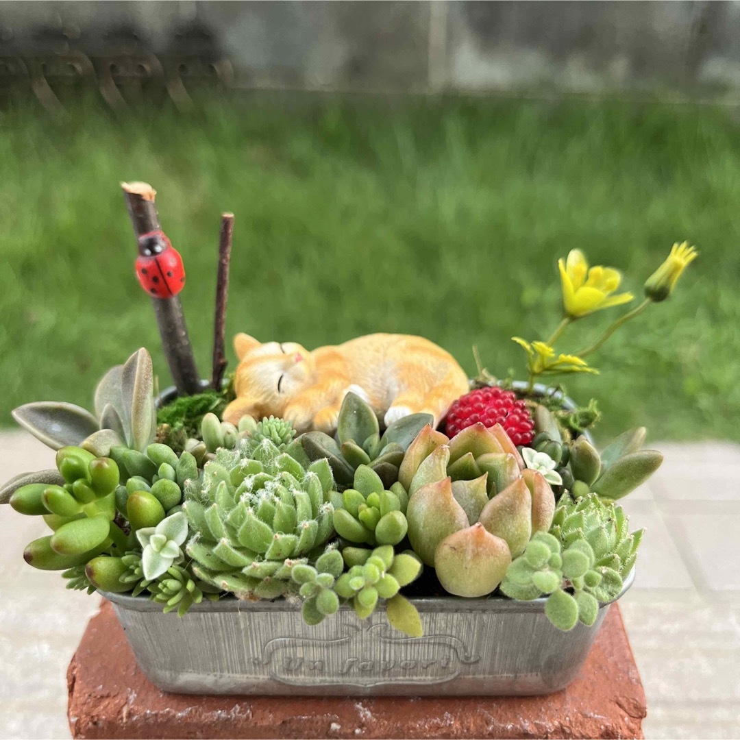 多肉植物寄せ植え♡そのまま飾れる