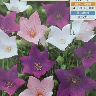 花の種        桔梗ミックス＋オマケ(プランター)