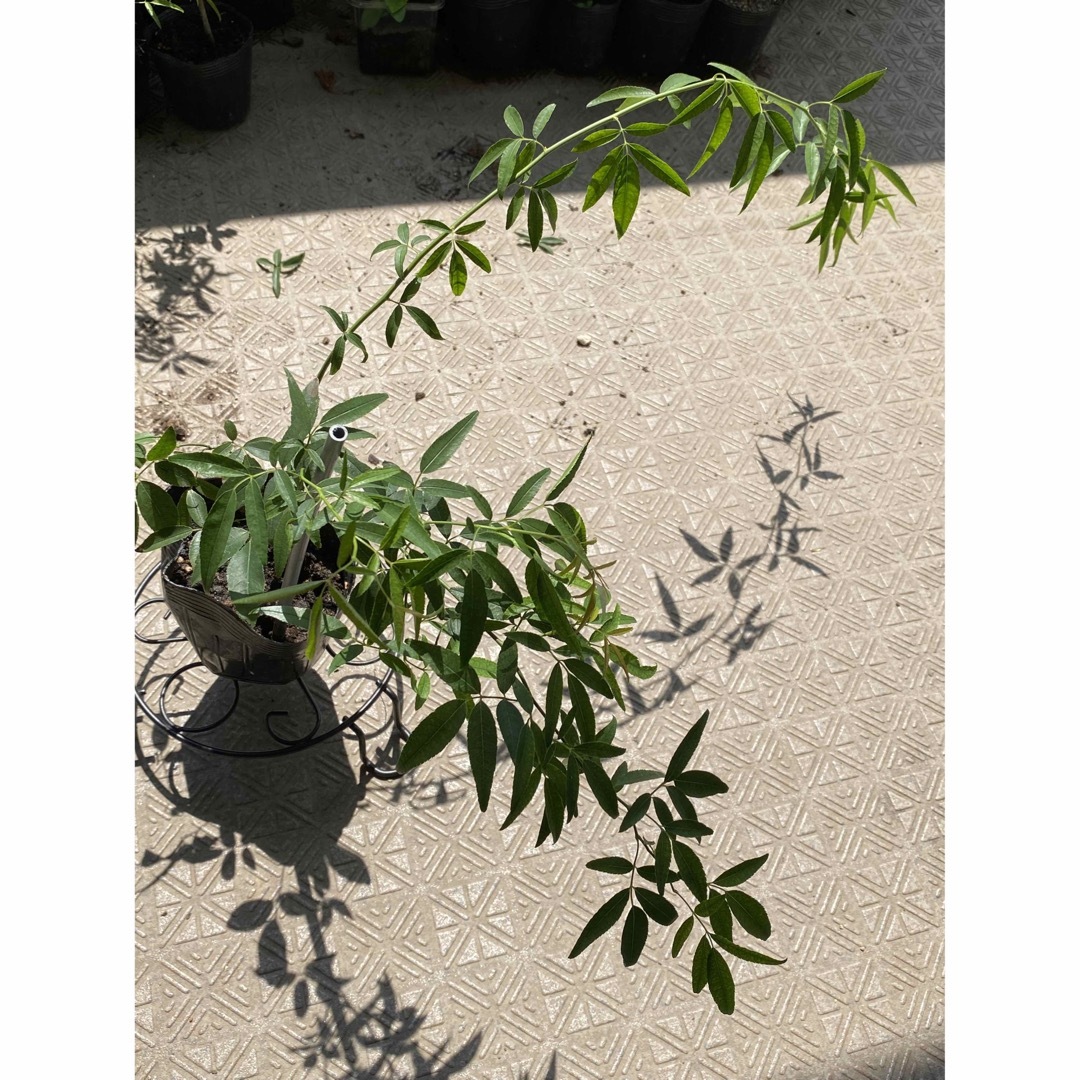 モッコウバラ苗　黄色 ハンドメイドのフラワー/ガーデン(その他)の商品写真