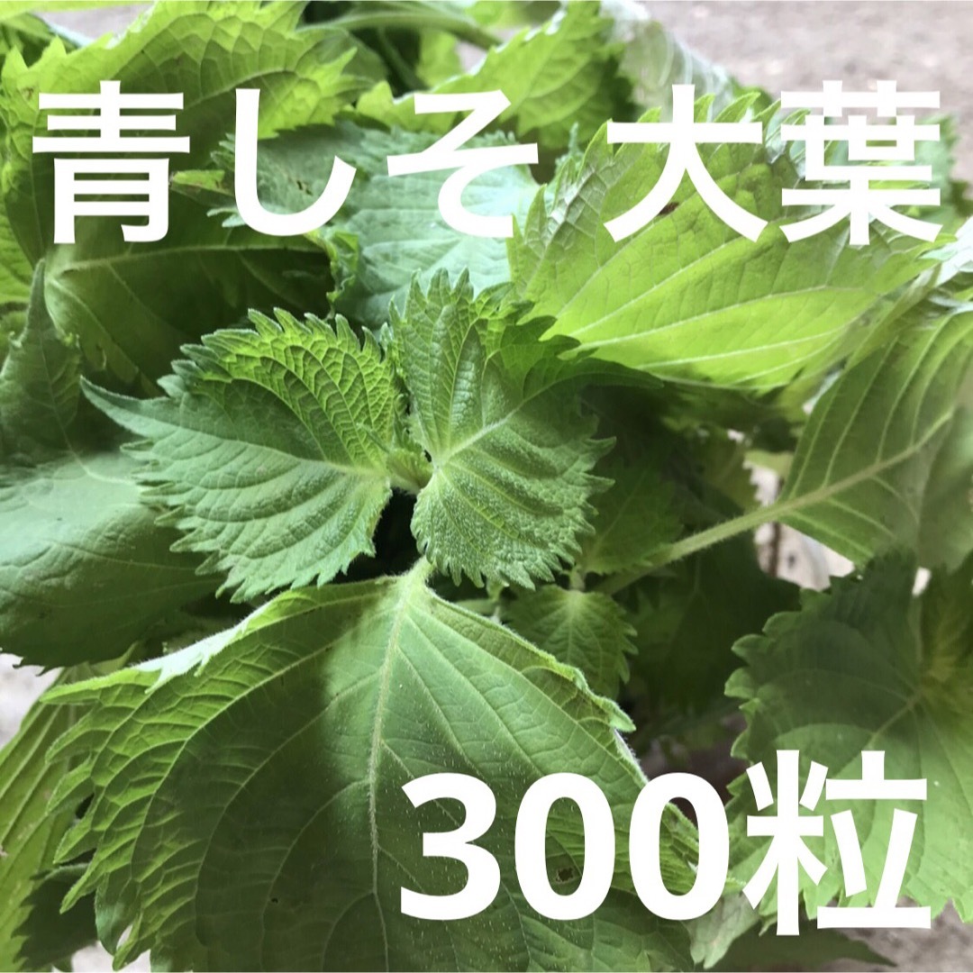 青紫蘇　青じそ　青しそ　大葉　種　 食品/飲料/酒の食品(野菜)の商品写真