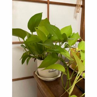 ポトス ライム 観葉植物 カット苗(その他)