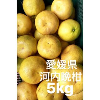 愛媛県産　宇和ゴールド　河内晩柑　5kg(フルーツ)