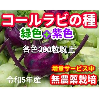 コールラビ種・各300粒以上✦合計600粒以上✦無農薬栽培の種・令和5年産(野菜)