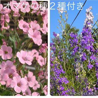   サポナリア種、千鳥草種(その他)