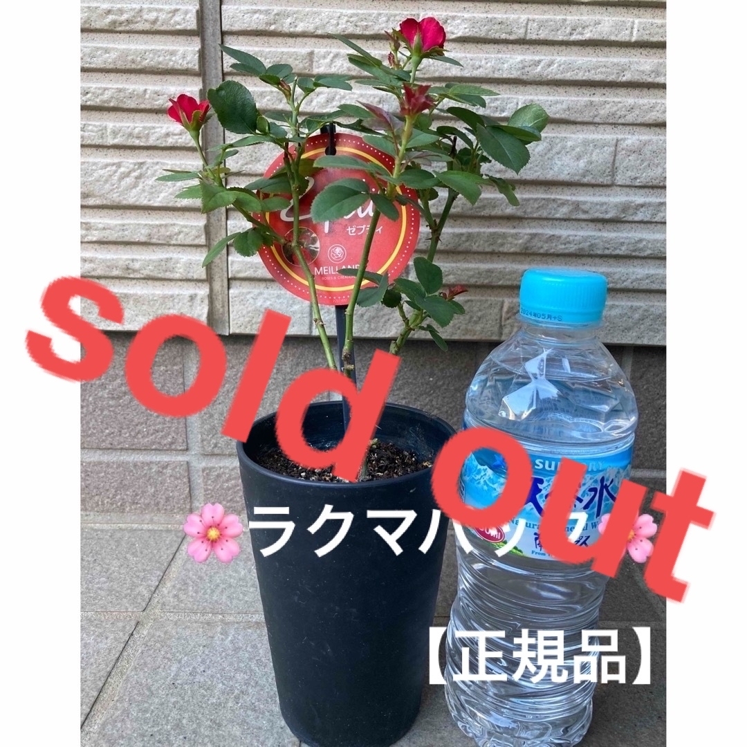 ????sold out????《バラ苗　ゼプティ　開花✨　四季咲き　初心者OK ✿》