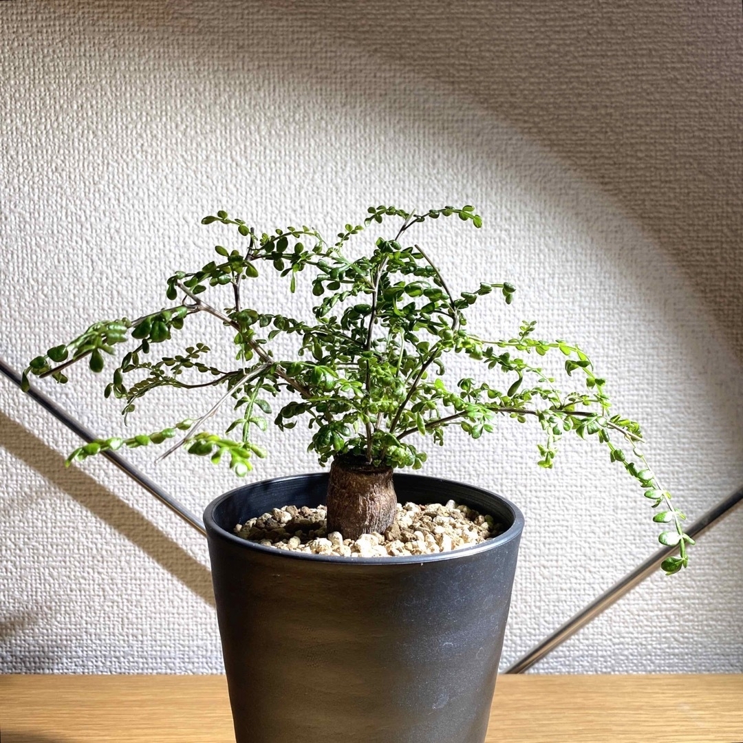 販売売品 オペルクリカリアデカリー 根挿し株 植物/観葉植物