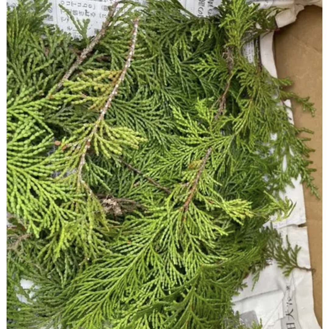 岡山県産　天然　無農薬　ヒノキ　檜の葉　ネコポス一杯　飾り　和食　彩り ハンドメイドの素材/材料(その他)の商品写真