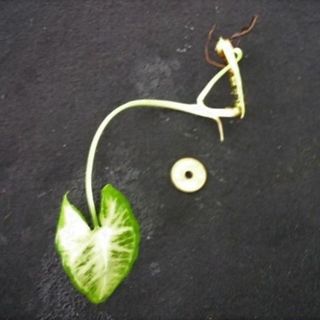 シンゴニウム　苗　挿し穂　観葉植物　花卉園芸　なえ(その他)