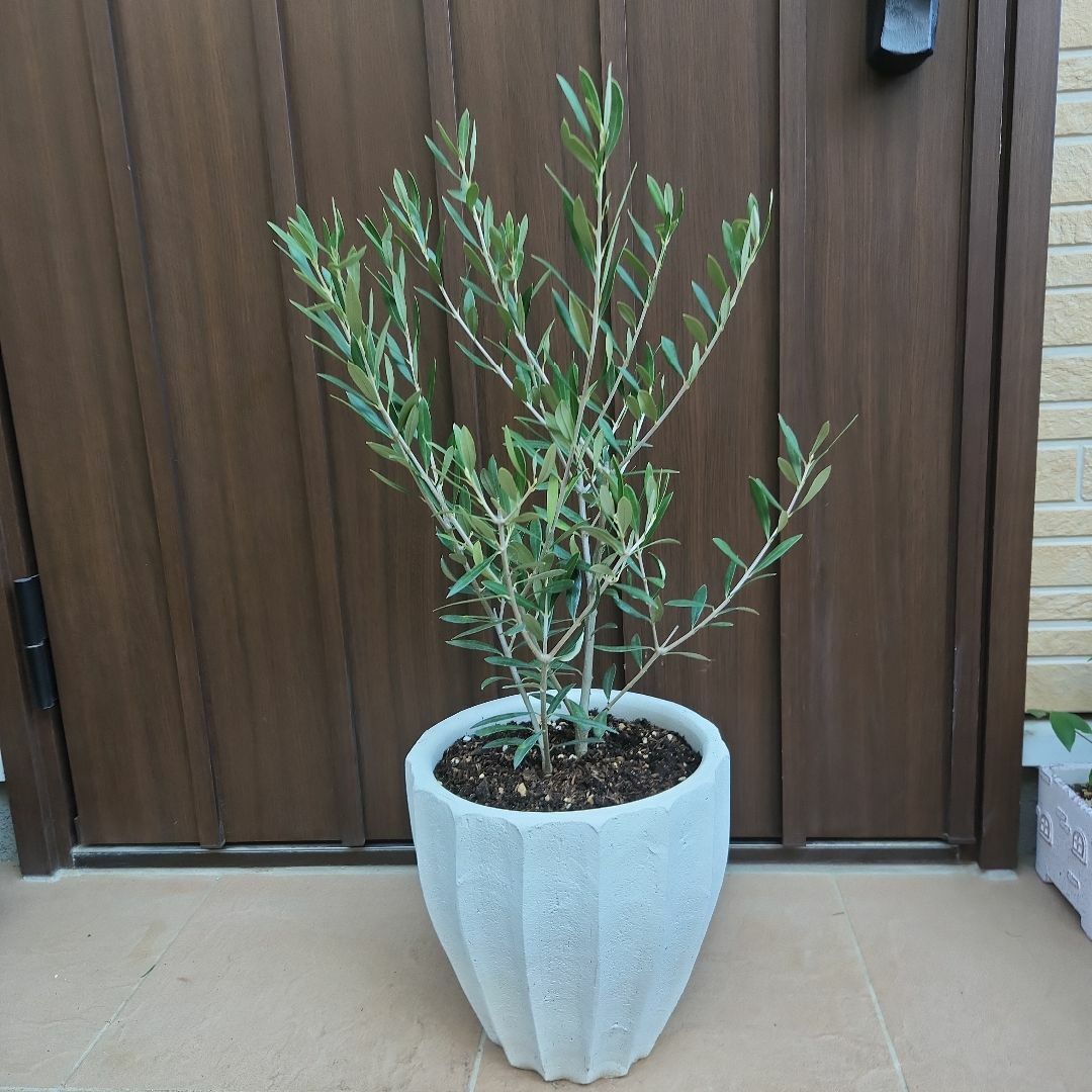 フラワー/ガーデンオリーブの木　エルグレコ　ホワイトテラコッタ鉢植え　苗木　シンボルツリー