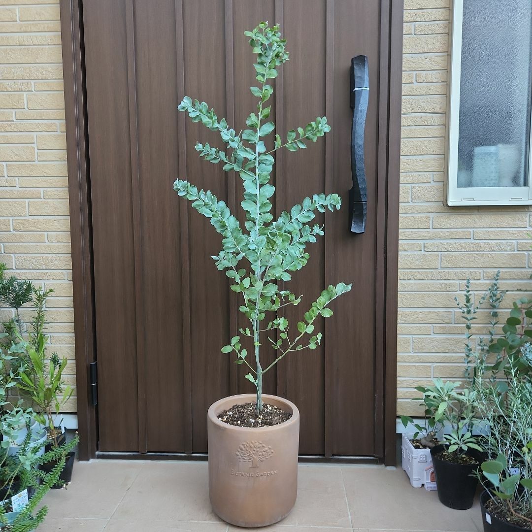 大きめ♡パールアカシア　テラコッタ鉢植え　ミモザ　苗　オージープランツ