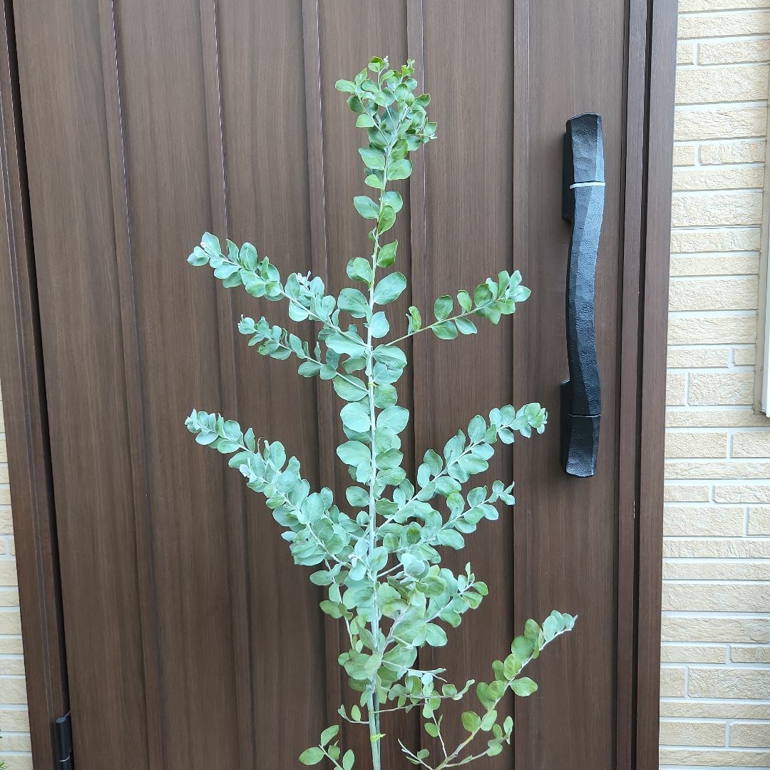 大きめ♪パールアカシア　テラコッタ鉢植え　苗木　シンボルツリー