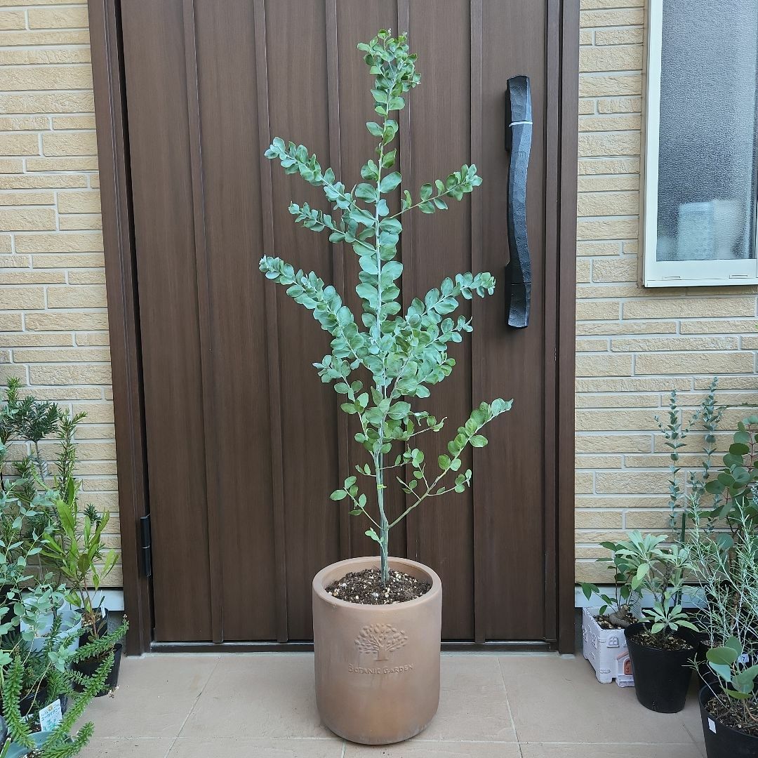 大きめ♪パールアカシア　テラコッタ鉢植え　苗木　シンボルツリー