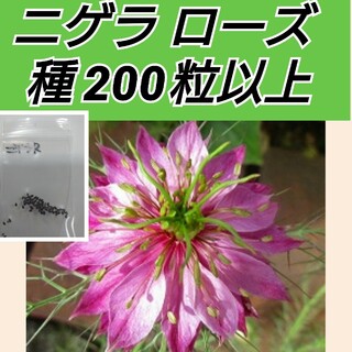 ニゲラ ローズ 花種200粒以上(プランター)