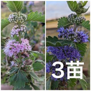 ダンギク　段菊　　根付き抜き苗　3苗　（ピンク・紫　これから花が咲きます）(プランター)