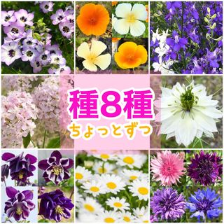 春に咲く秋蒔きの花の種 8種類 ちょっとずつ(その他)