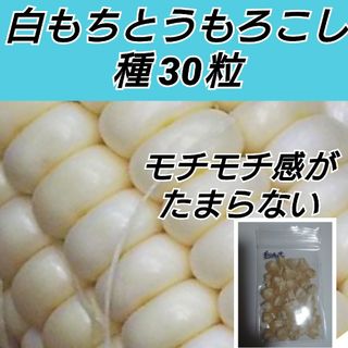 白もちとうもろこし 種 30粒【固定種】(プランター)