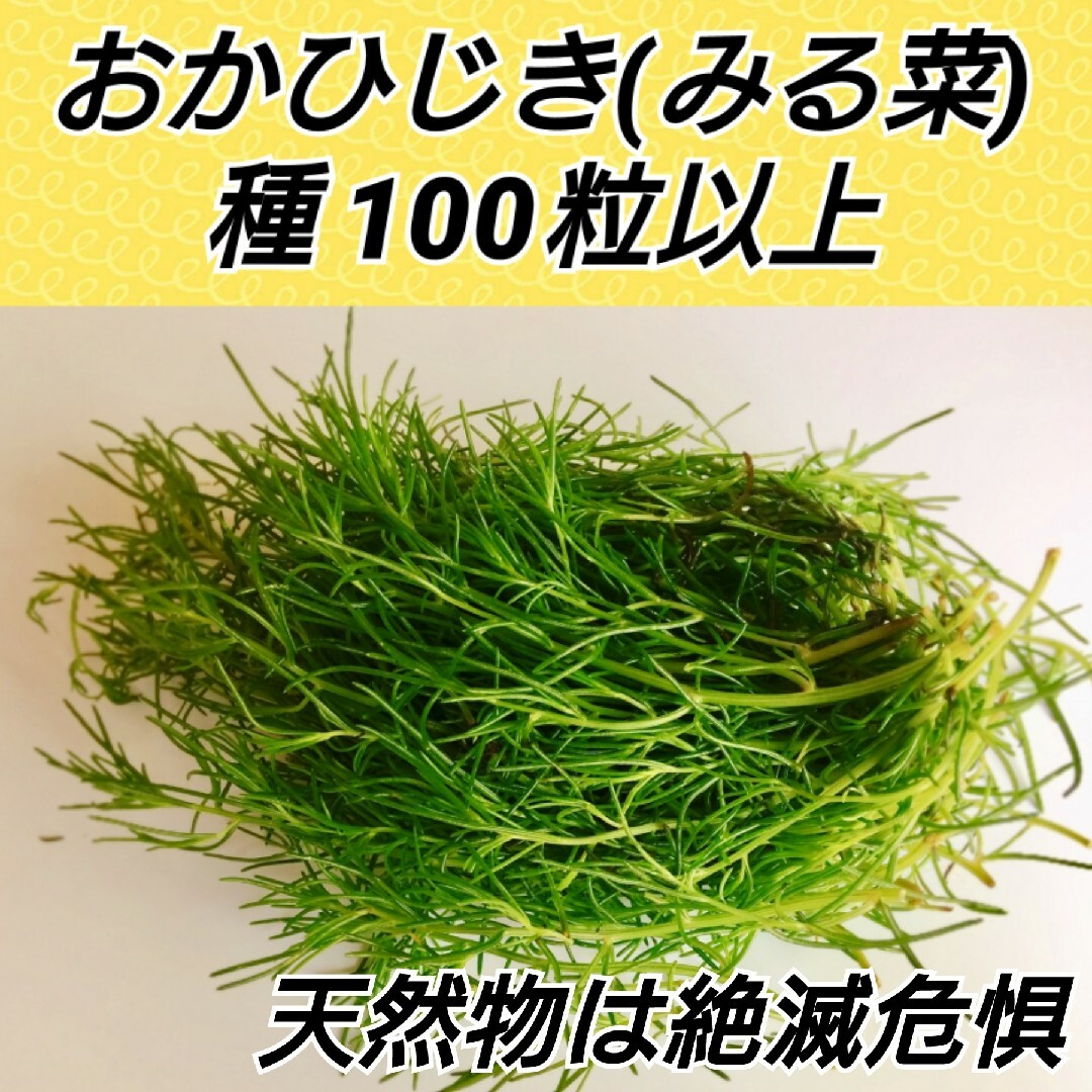 おかひじき 種100粒以上 ハンドメイドのフラワー/ガーデン(プランター)の商品写真