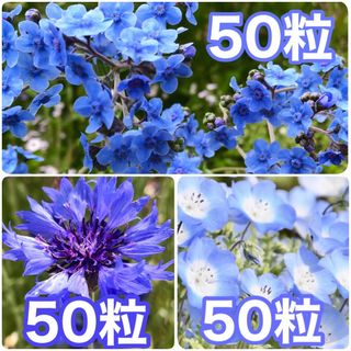 花の種　シノグロッサム（ブルー）　ヤグルマギク（ブルー）　ネモフィラ・ブルー(その他)