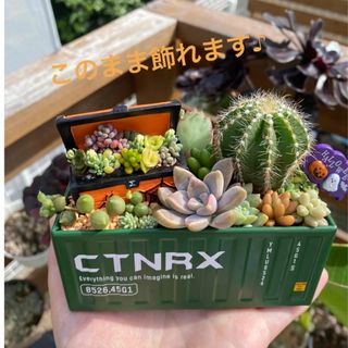 多肉植物　そのまま飾れる　寄せ植え　カット苗　ハロウィン　コンテナ　宝箱(その他)