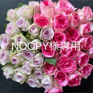 NOOPY様専用　ラッピング　クール便込み(その他)