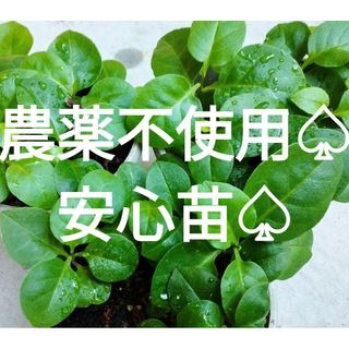 オカワカメの苗　農薬不使用安心苗　漢方薬　ネコポス(野菜)