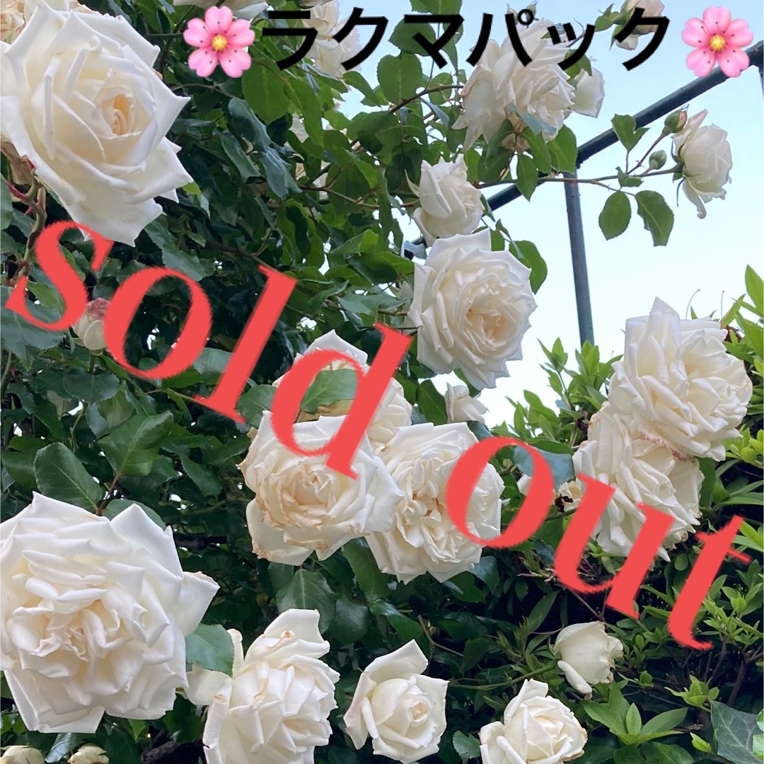 ????sold out????《ローズゼラニウム苗　芳香　蚊除け》⭐︎ラクマパック⭐︎