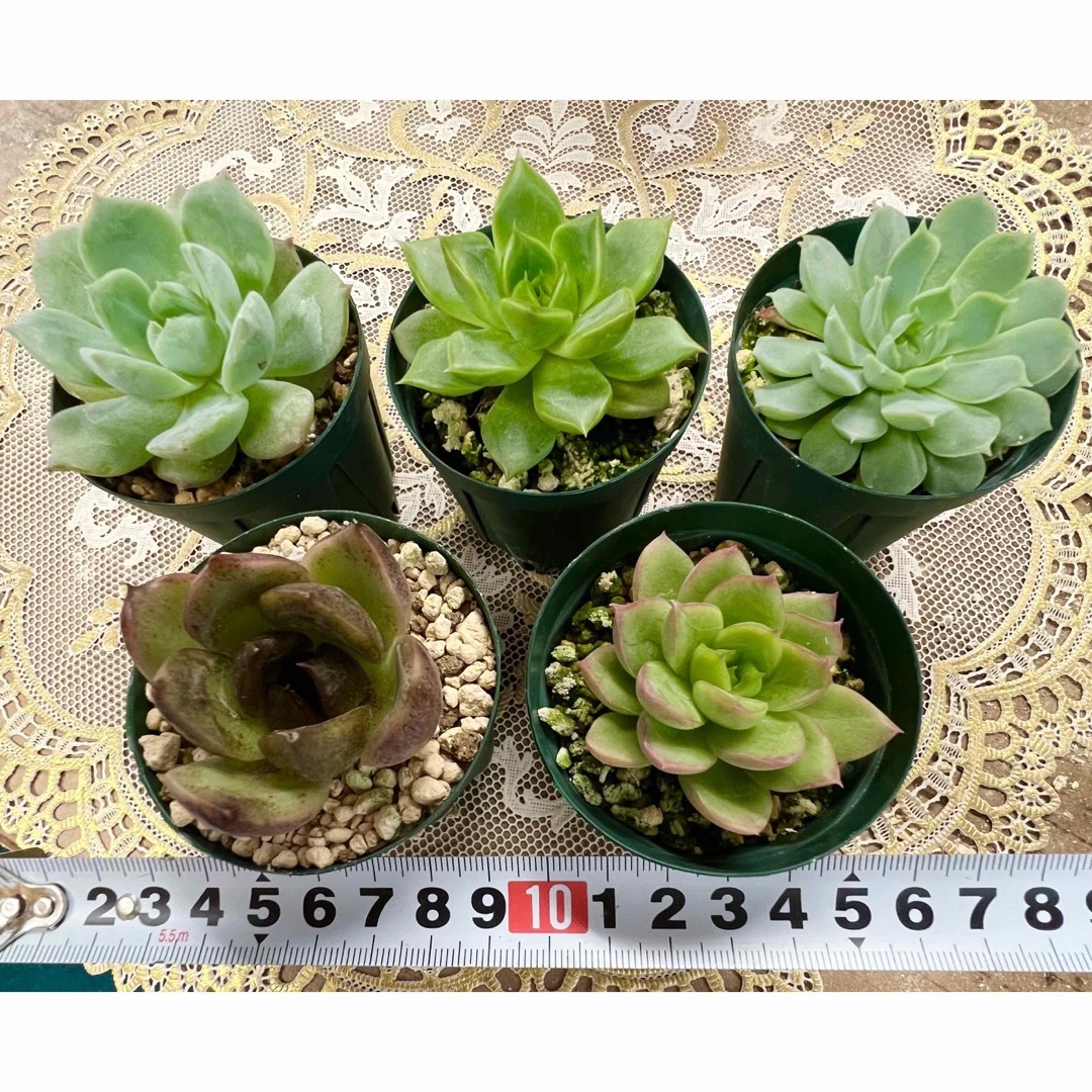 特選レア美苗★多肉植物・エケベリア5点セット♪N
