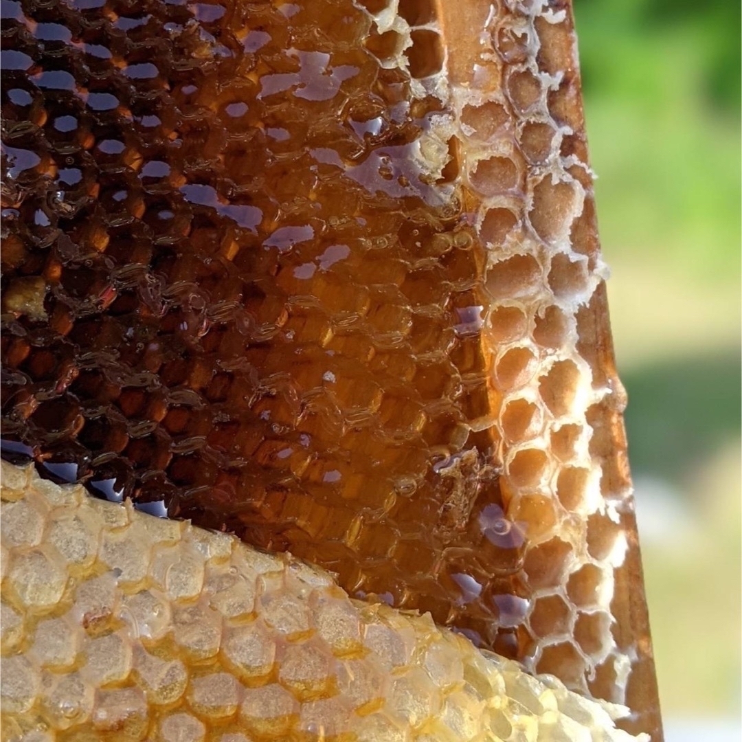 合計1200g 新蜜　天然蜂蜜　百花蜜　国産蜂蜜　非加熱　生はちみつ 岐阜県産