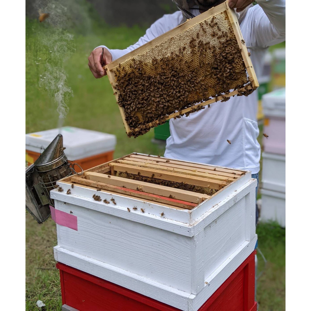 合計1200g 新蜜　天然蜂蜜　百花蜜　国産蜂蜜　非加熱　生はちみつ 岐阜県産