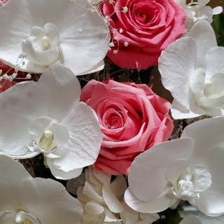 フラワーアレンジ ジャンボサイズ プリザーブドフラワー 造花無し 胡蝶
