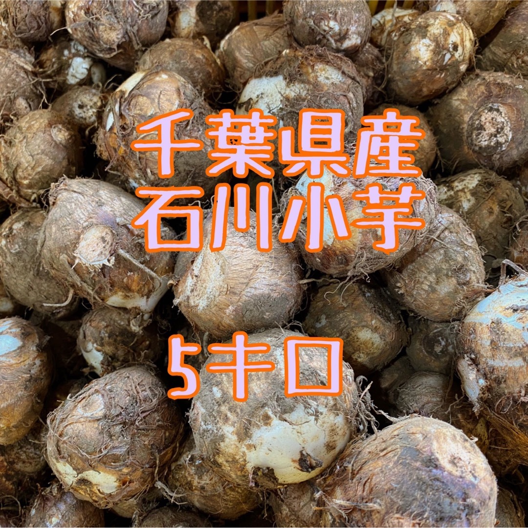 千葉県産　里芋　5キロ 食品/飲料/酒の食品(野菜)の商品写真