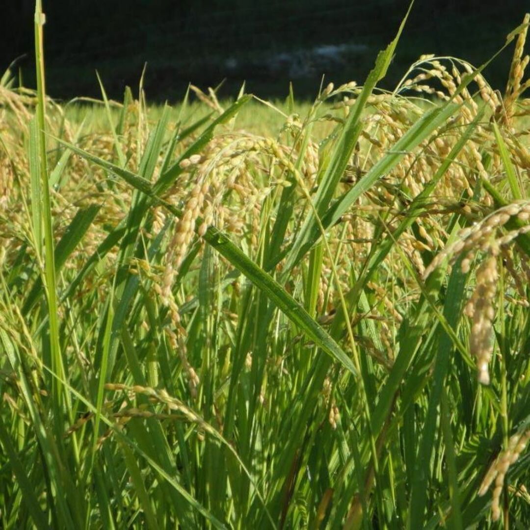 新米【湧き水栽培】農薬不使用玄米　30㎏　ヒトメボレ　令和5年度　奈良の農家直送-