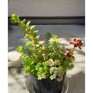 セダム等の寄せ植え 🍀 ポットのまま発送(その他)